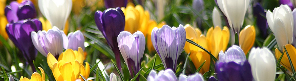 Crocus vernus mixture|Een mooie mix in de Tulpenroute Special